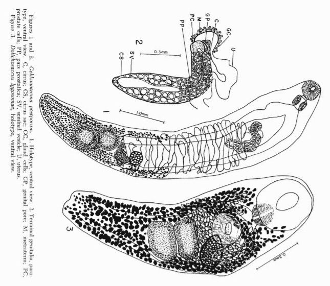 Представитель Семейства Gekkonotrematidae